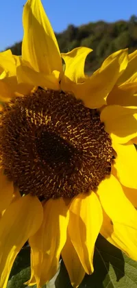 This live phone wallpaper features a stunning sunflower viewed from above against a blue sky