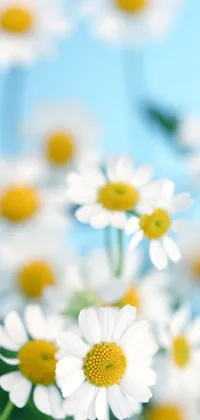 This wallpaper features an image of stunning, delicate white and yellow flowers against a vibrant blue sky, perfect for users who prefer a clean minimalist style