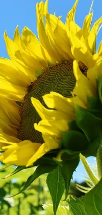 sunflower  Live Wallpaper