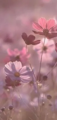 This live phone wallpaper showcases a stunning field full of beautiful pink and white flowers in delicate pastel colors
