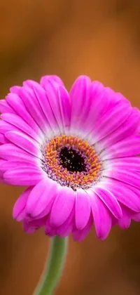 This phone live wallpaper features a highly detailed, close up shot of a pink daisy flower on a stem