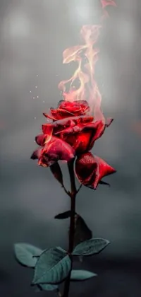 This red rose live phone wallpaper features a stunning, mystical fire elemental with smoke billowing from the deep red petals