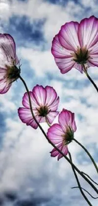 Flower Plant Sky Live Wallpaper