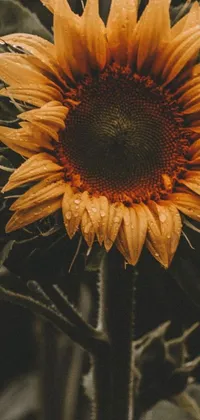 Experience the beauty of nature with this exquisite phone wallpaper featuring a stunning close up of a sunflower in a field