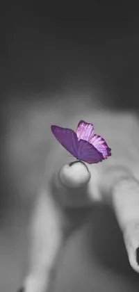 This enchanting phone live wallpaper features a purple butterfly resting in someone's hand