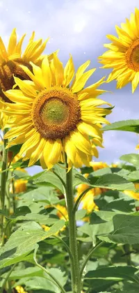 This stunning phone live wallpaper showcases a sunflower field against a blue sky