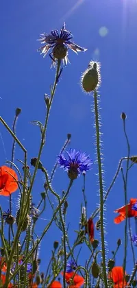 Transform your phone's screen into a picturesque field of red poppies and blue cornflowers with this stunning live wallpaper featuring a photograph from Wikimedia