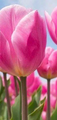 This live wallpaper features a field of pink tulips set against a blue sky background, providing a fresh and spring-like feel