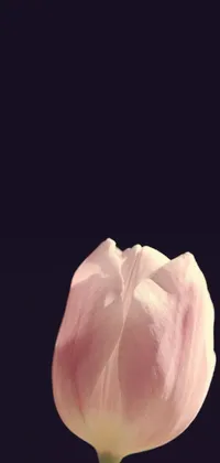 This phone live wallpaper is a beautiful digital painting of a pink tulip set against a black background with a vintage color palette
