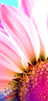 This live wallpaper features a stunning pink flower set against a blue background