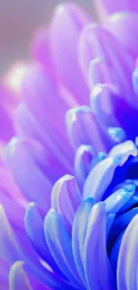 This phone live wallpaper exhibits a majestic purple flower in close-up view
