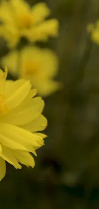 This phone live wallpaper depicts a stunning close-up of a vibrant yellow flower in a vast field