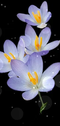 Flower Plant Spring Crocus Live Wallpaper