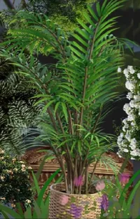 Flower Plant Terrestrial Plant Live Wallpaper