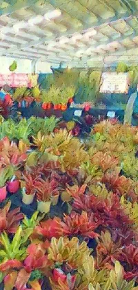 Flower Plant Terrestrial Plant Live Wallpaper