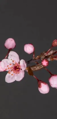This stunning phone live wallpaper features the close-up of a delicate flower on a branch pad that captures the beauty of nature