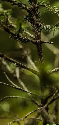This phone live wallpaper is an exquisite digital art featuring a detailed depiction of a small bird sitting on a branch in the midst of a dense coniferous forest
