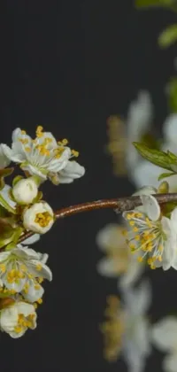 This live wallpaper features a stunning close-up image of a branch of a tree with white flowers