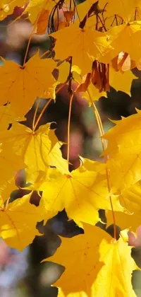 This stunning live wallpaper features an image of a tree with yellow leaves sourced from Pixabay and showcasing intricate leaf details reminiscent of Hurufiyya art
