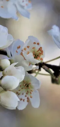 This phone live wallpaper features an enchanting close-up of delicate white flowers in full bloom on a tree