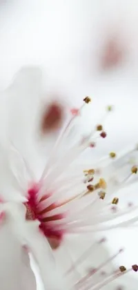 Get lost in the natural beauty on your phone's home screen with this mesmerizing live wallpaper