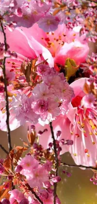 Enjoy the beauty of nature with this stunning live wallpaper featuring exquisite pink flowers on a tree
