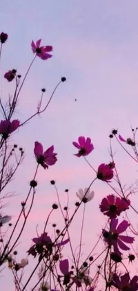 This phone live wallpaper depicts a stunning field of purple flowers with the backdrop of a pink sky, creating an aesthetic and mesmerizing sight