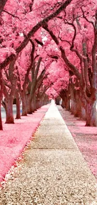 This live phone wallpaper features a street lined with pink trees in full bloom, perfect for cherry blossom lovers