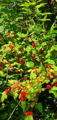 This live phone wallpaper features a bush adorned with vibrant red berries, wildflowers, and beans
