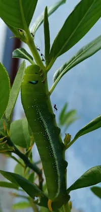 This live wallpaper features a green caterpillar on a leafy plant, its tiny legs gripping tightly as it moves forward