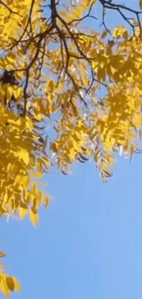 This phone live wallpaper showcases a stunning tree with striking yellow leaves contrasted against a vivid blue sky