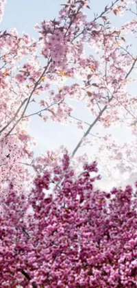 This phone live wallpaper features a surreal canopy of pink cherry blossom trees in a half-presented image style