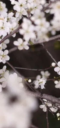 This stunning live wallpaper features a close-up of a white-flowered tree with glistening water droplets on the petals