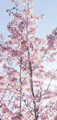 Enhance your phone&#39;s aestheticism with this stunning live wallpaper of a tree with pink flowers set against a serene blue sky