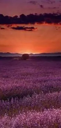 This live phone wallpaper features a field of purple flowers set against a breathtaking orange sunset