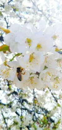 This captivating live phone wallpaper depicts a bee perched atop a white flower on backgrounds ranging from sunny days to snowy landscapes, with cherry trees adding to the stunning scenery