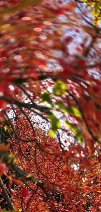 This lively phone wallpaper showcases a beautiful red tree surrounded by intricate bokeh details and complemented by ultrawide lensed imagery