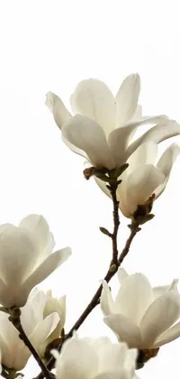 This live phone wallpaper features a minimalist design with a close up shot of a group of white magnolia flowers on a tree branch against a white background