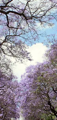 This phone live wallpaper depicts a charming street view in Sydney, Australia with tall trees having magnificent purple flowers