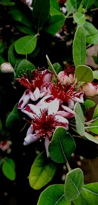 This phone live wallpaper features a stunning close-up view of a flower on a tree with beautiful elements of nature including hurufiyya, pomegranate, honeysuckle, and clover