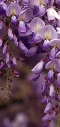 Introduce a captivating phone wallpaper featuring purple flowers gently cascading from a tree