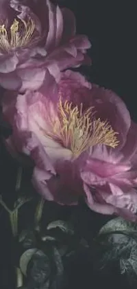 This phone live wallpaper showcases two pink flowers against a black background, forming a photorealistic painting