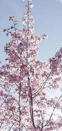This stunning live wallpaper depicts a beautiful tree with pink flowers set against a captivating blue sky, with changing backgrounds that represent the four seasons - from sunny days to autumn foliage and winter snow