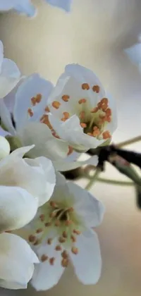 This phone live wallpaper showcases a stunning and vibrant flower on a tree branch