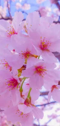 This stunning phone live wallpaper showcases a close-up view of pink cherry blossoms blooming on a tree