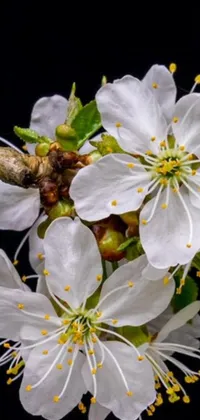 This live phone wallpaper features a stunning macro photograph of delicate white flowers on a tree