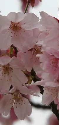 This stunning live wallpaper features a close-up view of beautiful pink flowers on a tree