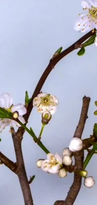 This phone live wallpaper showcases a stunning branch with white flowers against a rich blue sky
