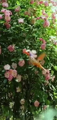 This live wallpaper features a realistic bird flying in a gorgeous rose garden, as well as hyper realistic VFX simulation