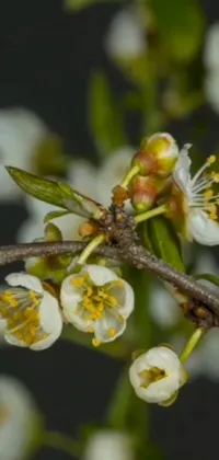 This phone live wallpaper showcases the delicate beauty of a flower resting on a tree branch
